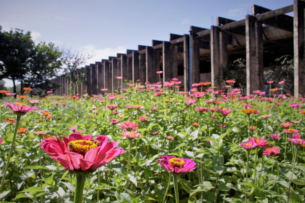 O Ciclo das Chuvas e o Florescer do Jardim de Sequeiro