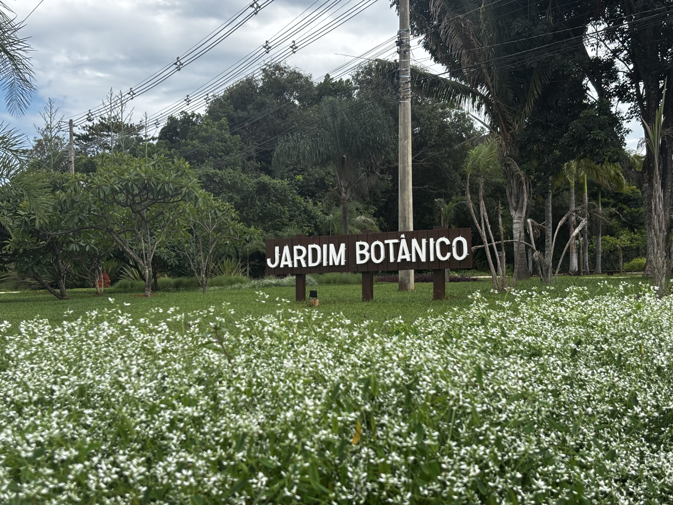 O Ciclo das Chuvas e o Florescer do Jardim de Sequeiro