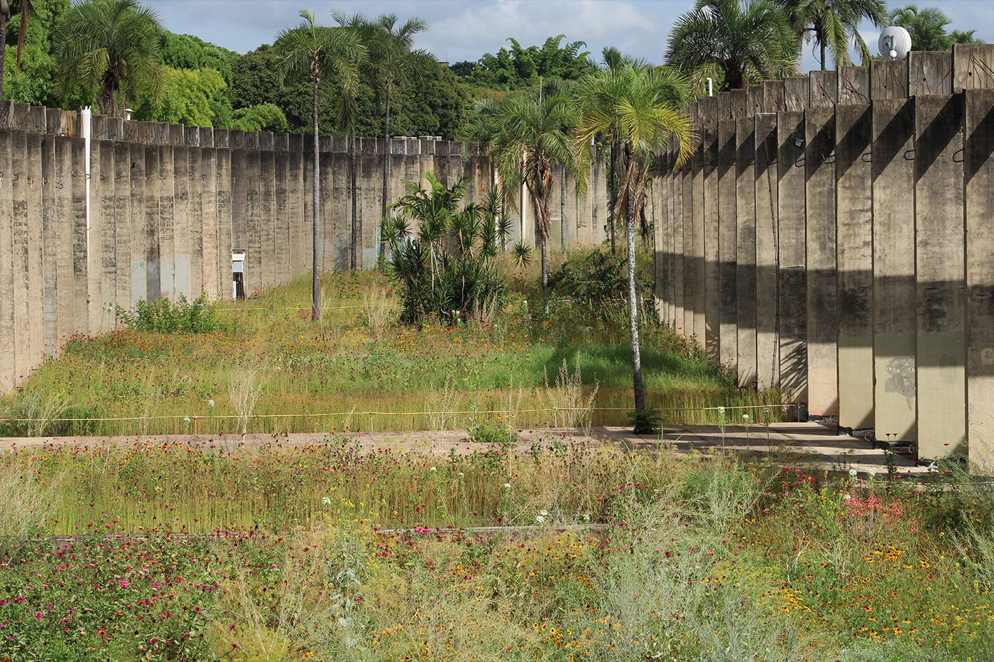 Como o Jardim de Sequeiro da UnB Inspira o Paisagismo Internacional