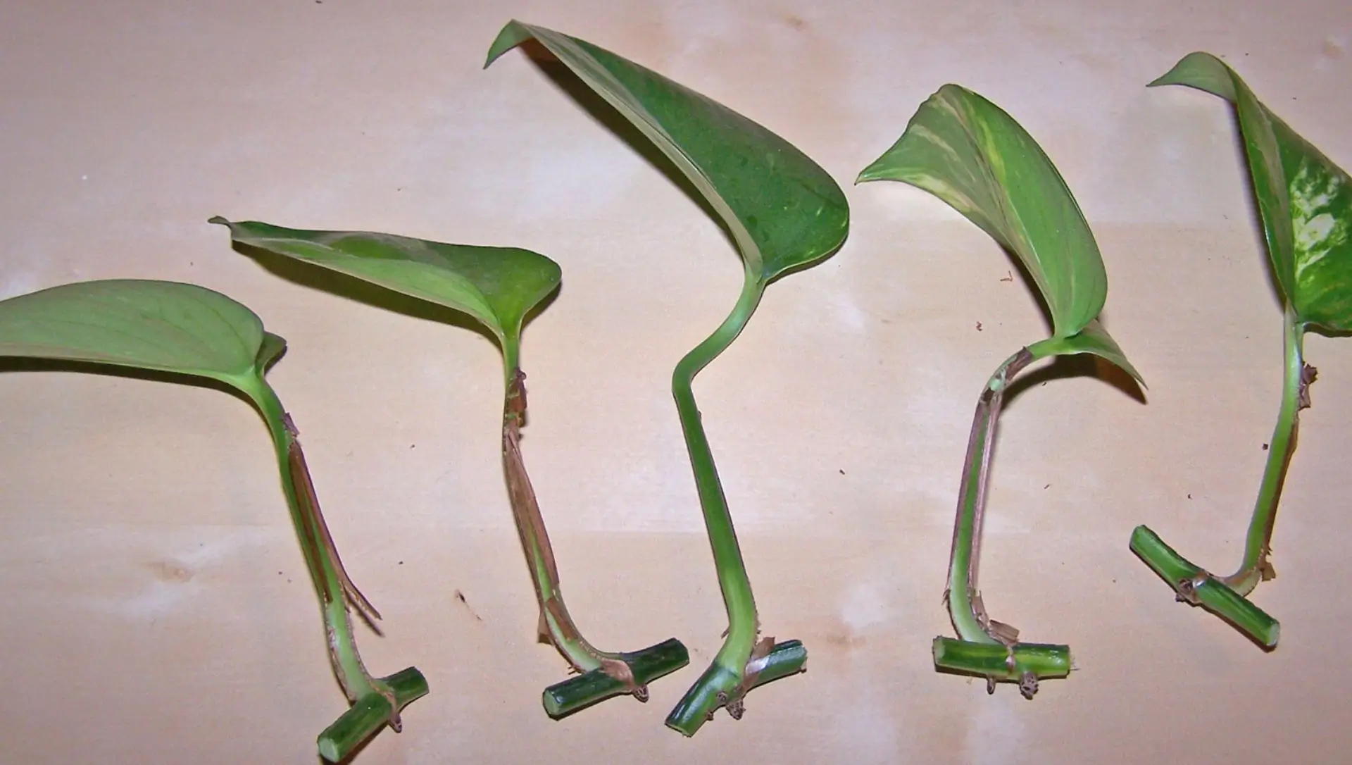 Guia Completo: Como Fazer Mudas de Jiboia na Água e Acelerar o Enraizamento