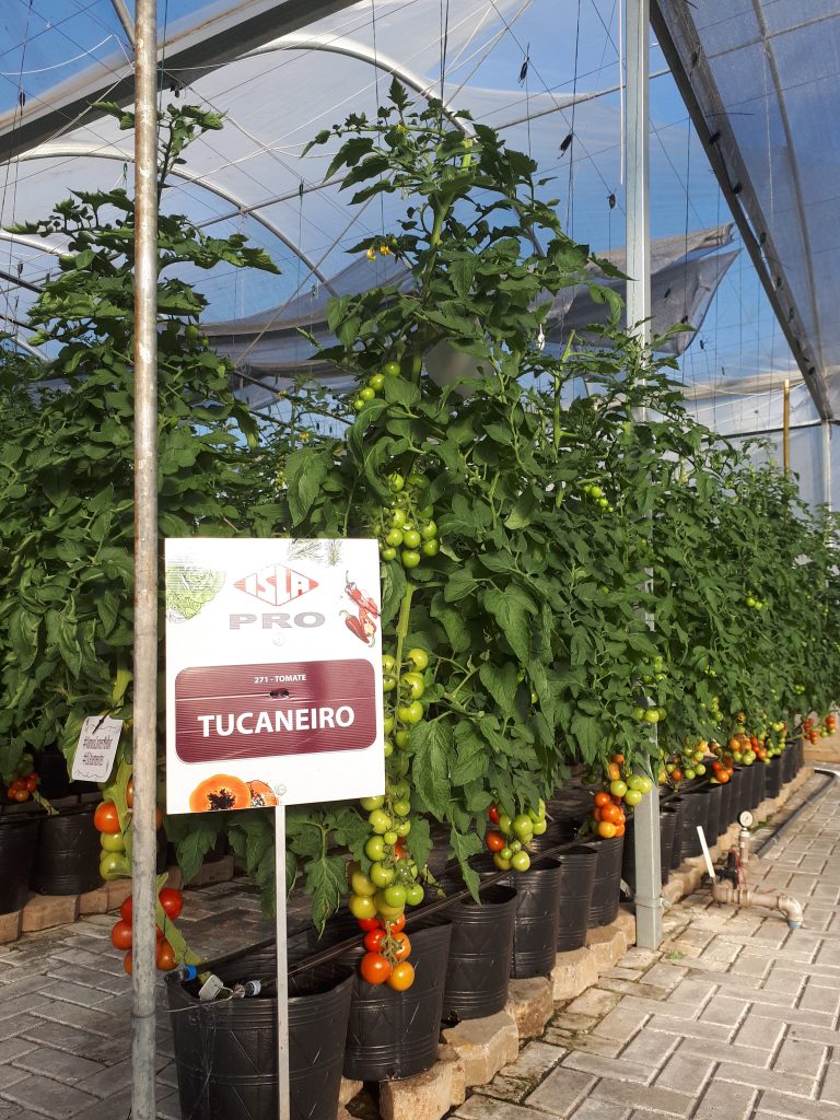 Guia Completo: Construindo Sua Mini Estufa de PVC para Hortaliças