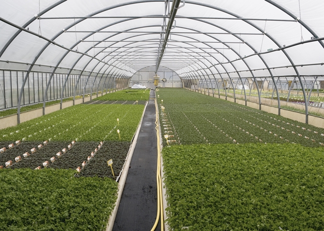 As Melhores Hortaliças para Cultivar em Estufas Pequenas