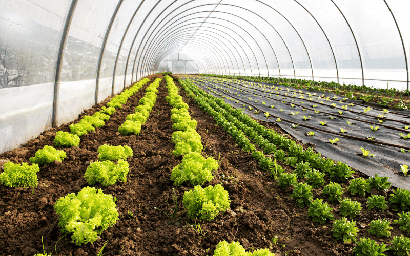 Como Controlar Temperatura e Umidade na Sua Mini Estufa Caseira