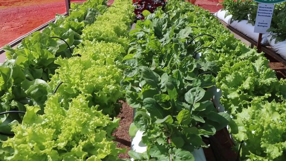 manejo de horta no período das chuvas