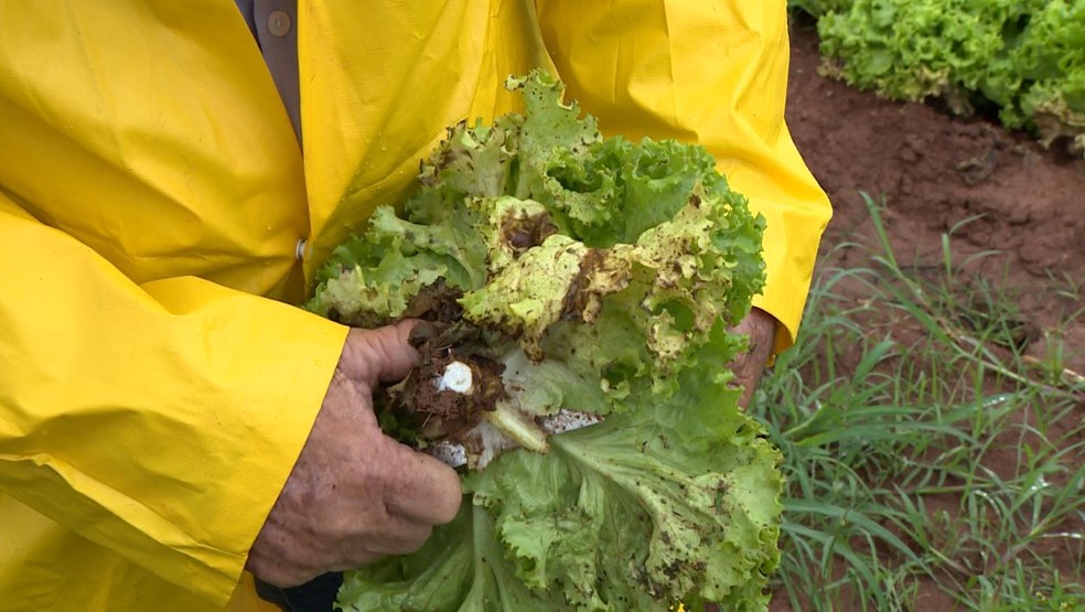 Como escolher as melhores espécies para o período chuvoso