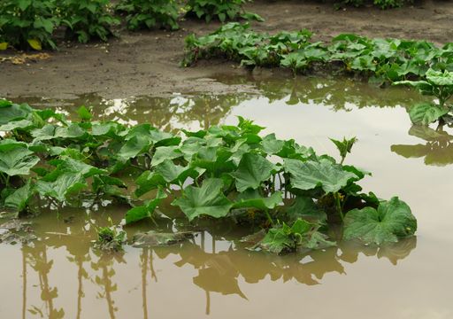 Receitas caseiras para combater fungos em plantas