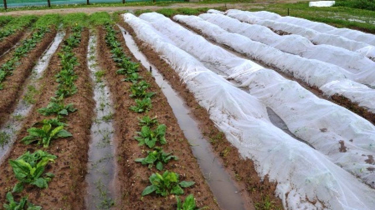 manejo de horta no período das chuvas