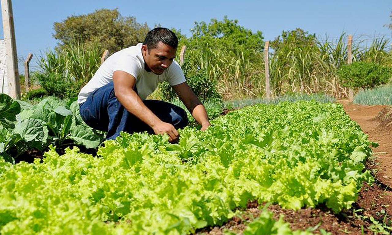 Receitas caseiras para combater fungos em plantas