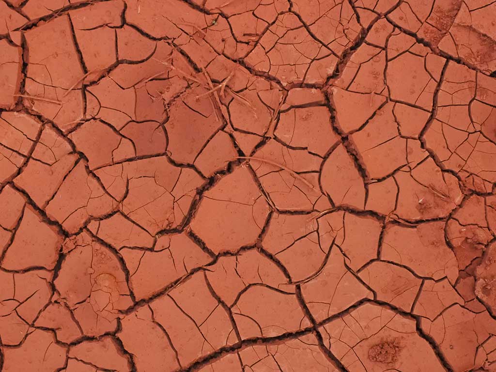 As Melhores Plantas para Cultivar em Solo Argiloso e Otimizar Sua Produção