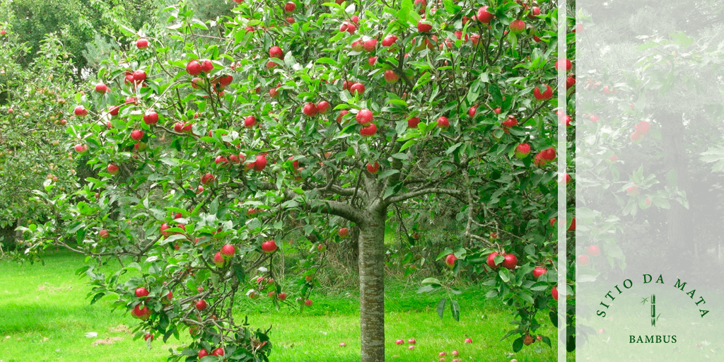 melhores frutas para plantar no quintal