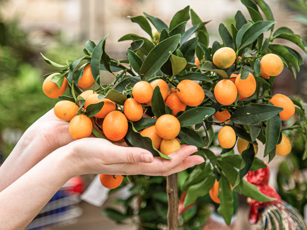 Como escolher o vaso ideal para frutíferas