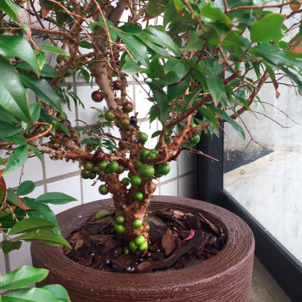 Receitas com frutas frescas do quintal