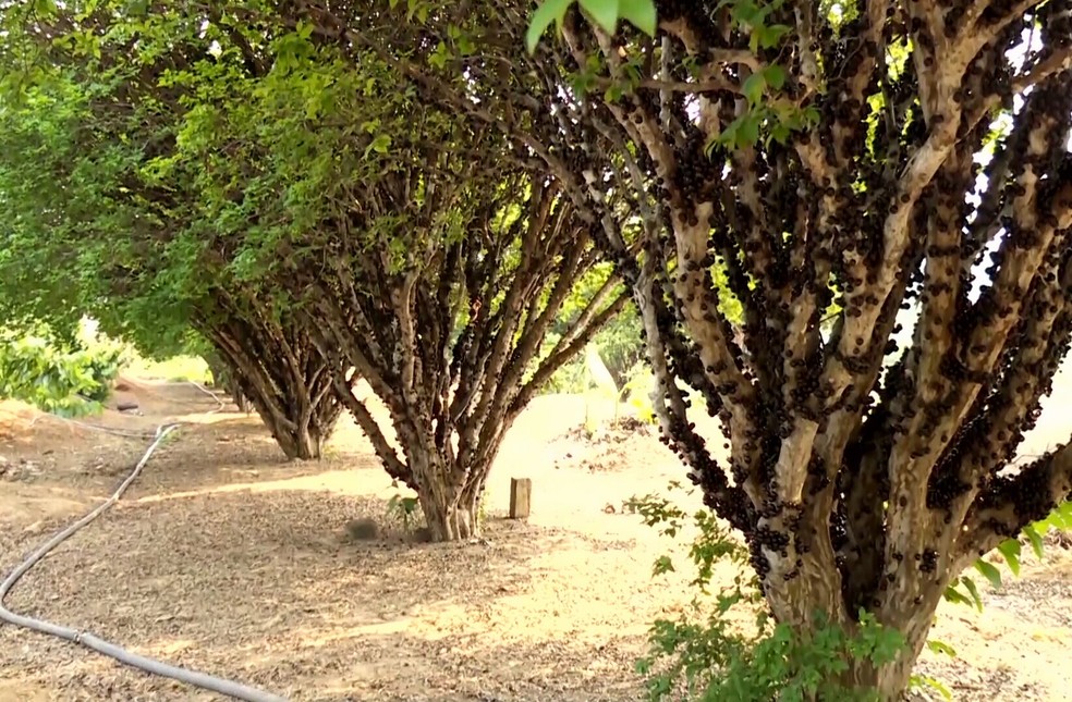 Soluções para pragas em pomares caseiros