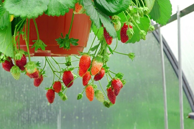 Guia completo de poda para árvores frutíferas