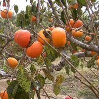 Benefícios das frutas orgânicas cultivadas em casa