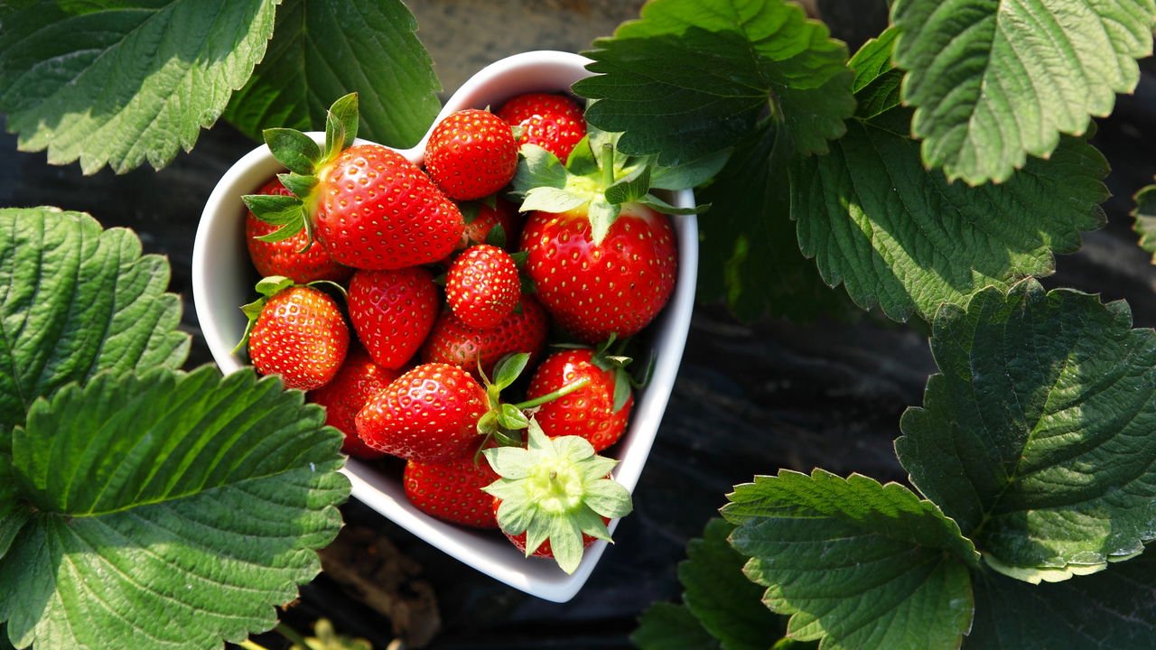 Receitas com frutas frescas do quintal