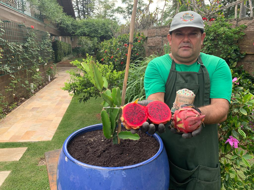 Receitas com frutas frescas do quintal