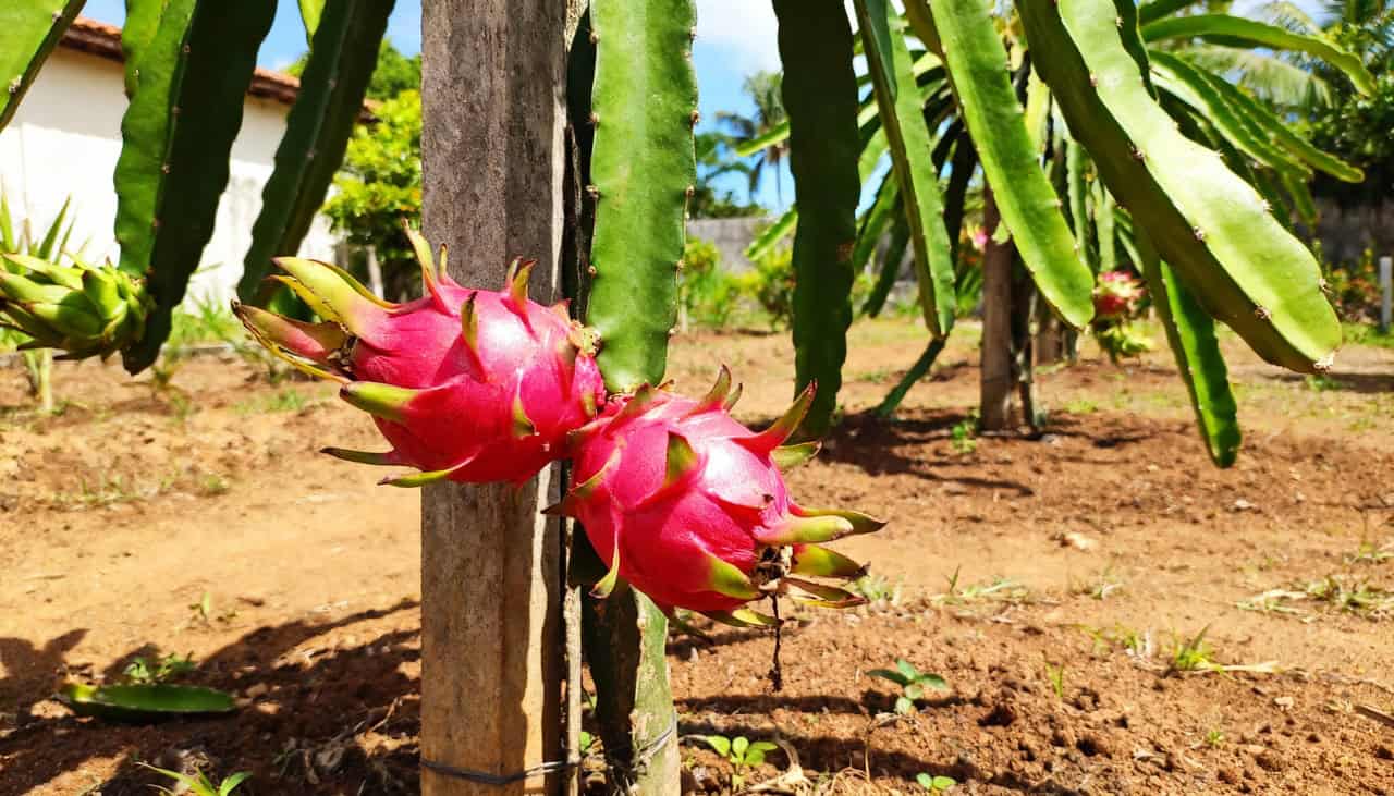 Soluções para pragas em pomares caseiros
