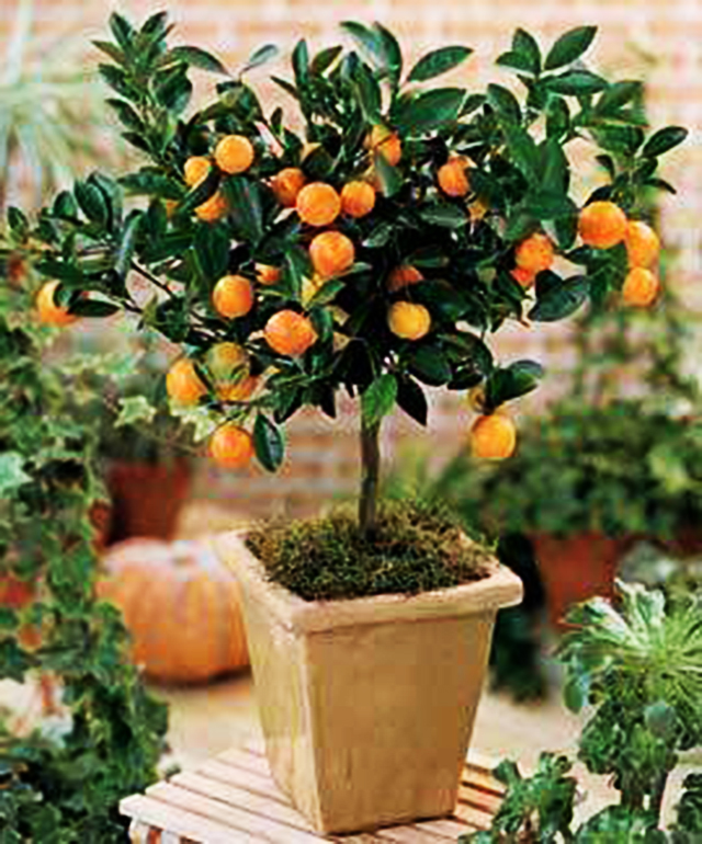 Receitas com frutas frescas do quintal