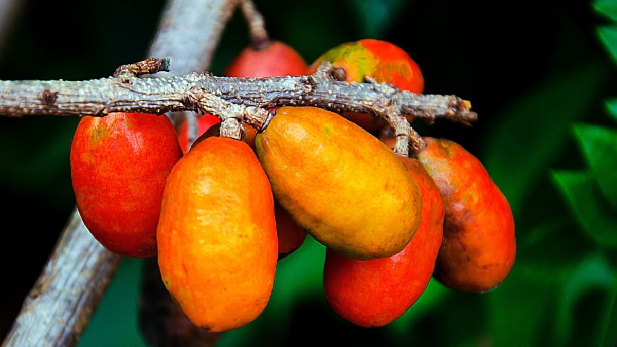 Soluções para pragas em pomares caseiros