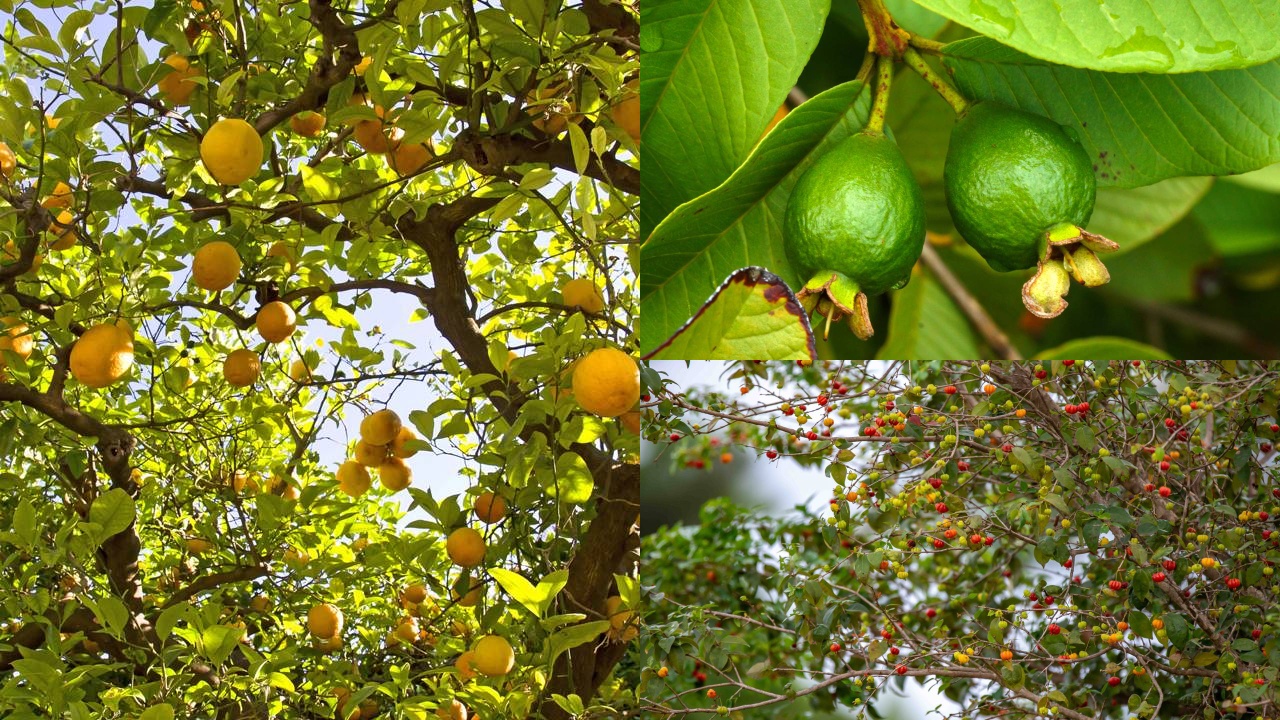 melhores frutas para plantar no quintal