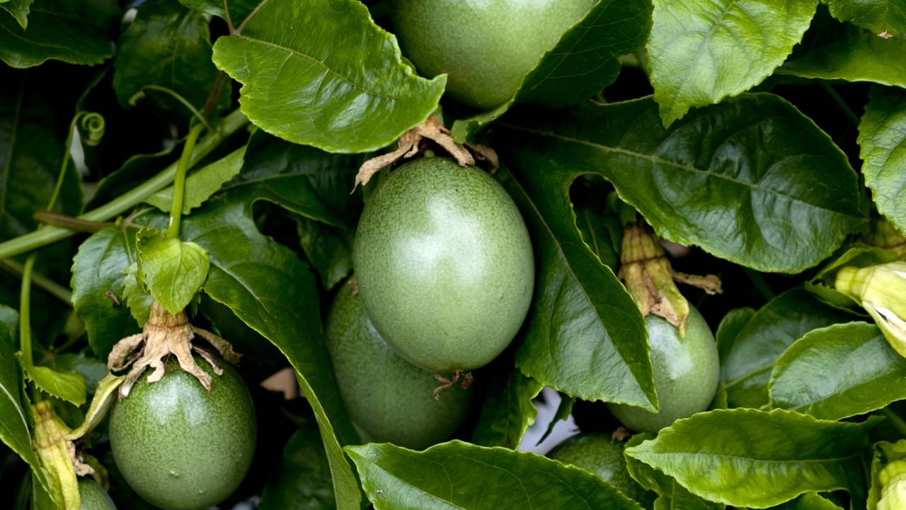 Guia completo de poda para árvores frutíferas