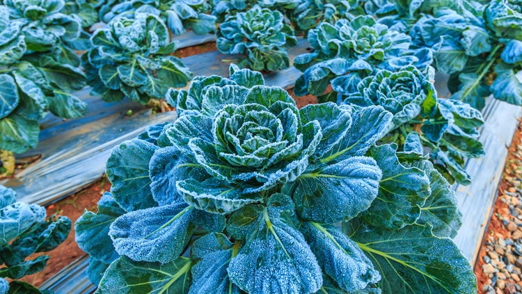 Dicas para proteger sua horta de geadas e baixas temperaturas