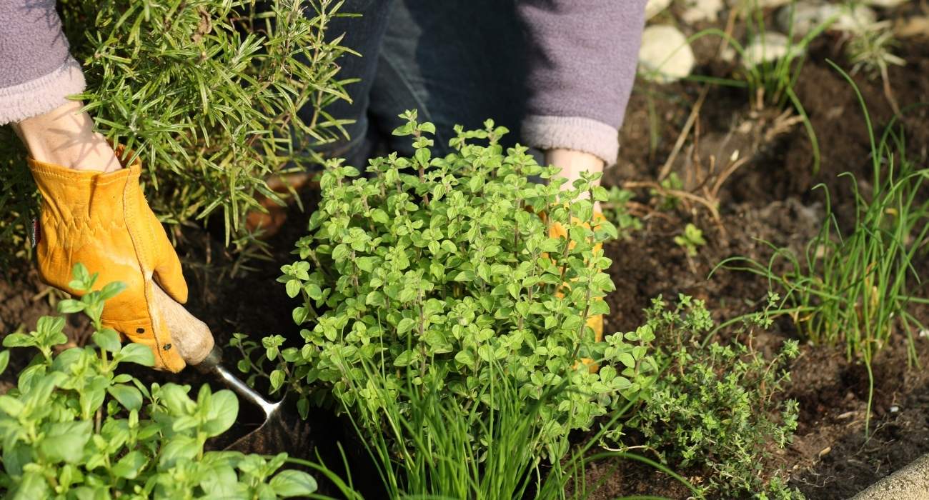 Guia completo de adubação para o plantio de inverno