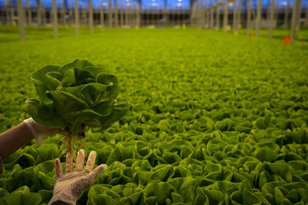 Dicas para proteger sua horta de geadas e baixas temperaturas