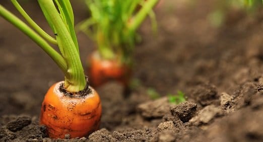 Como preparar a horta para o inverno
