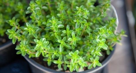 Guia completo de adubação para o plantio de inverno