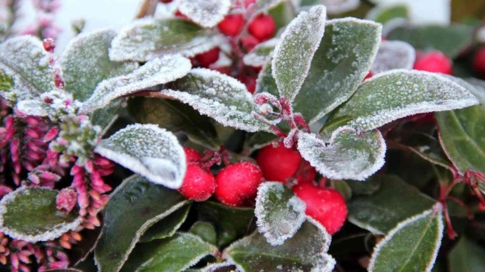 Dicas para proteger sua horta de geadas e baixas temperaturas