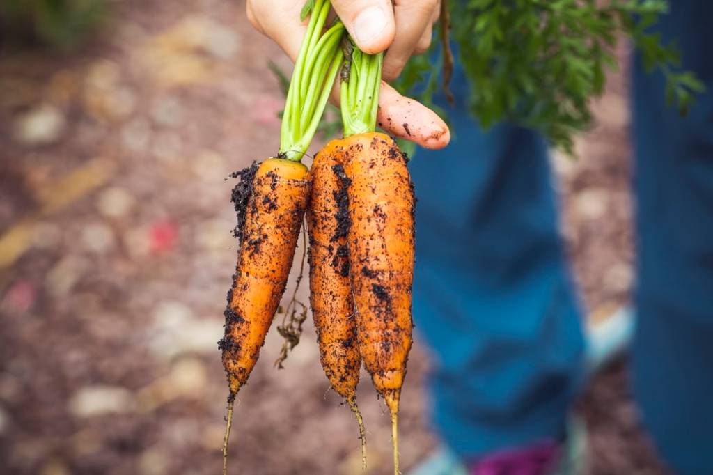 melhores verduras para plantar no inverno