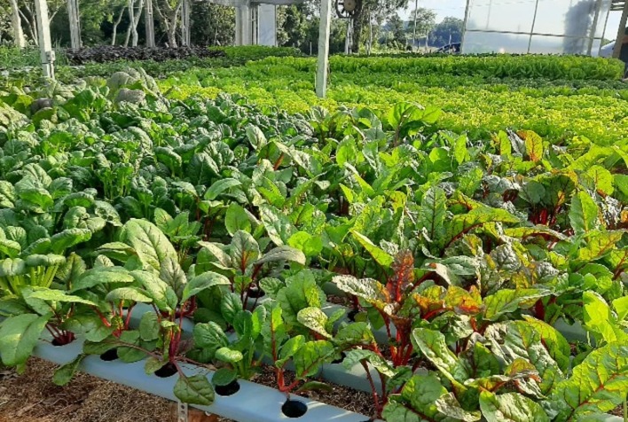 Cultivo de frutas de inverno: o que você precisa saber