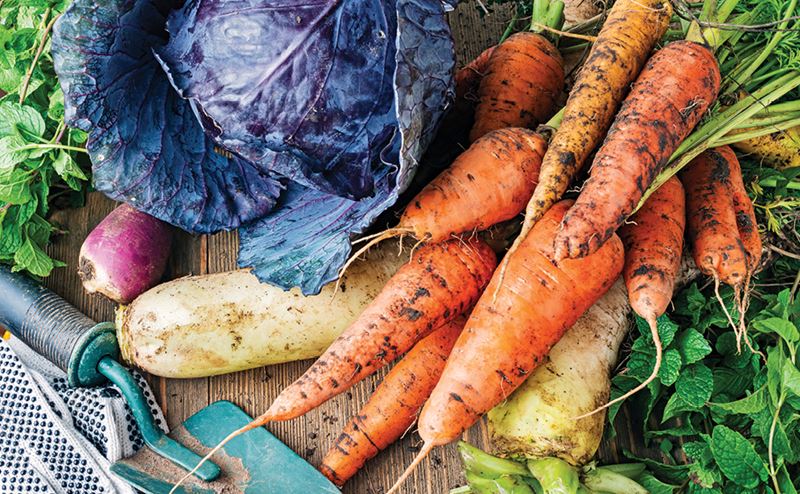 melhores verduras para plantar no inverno