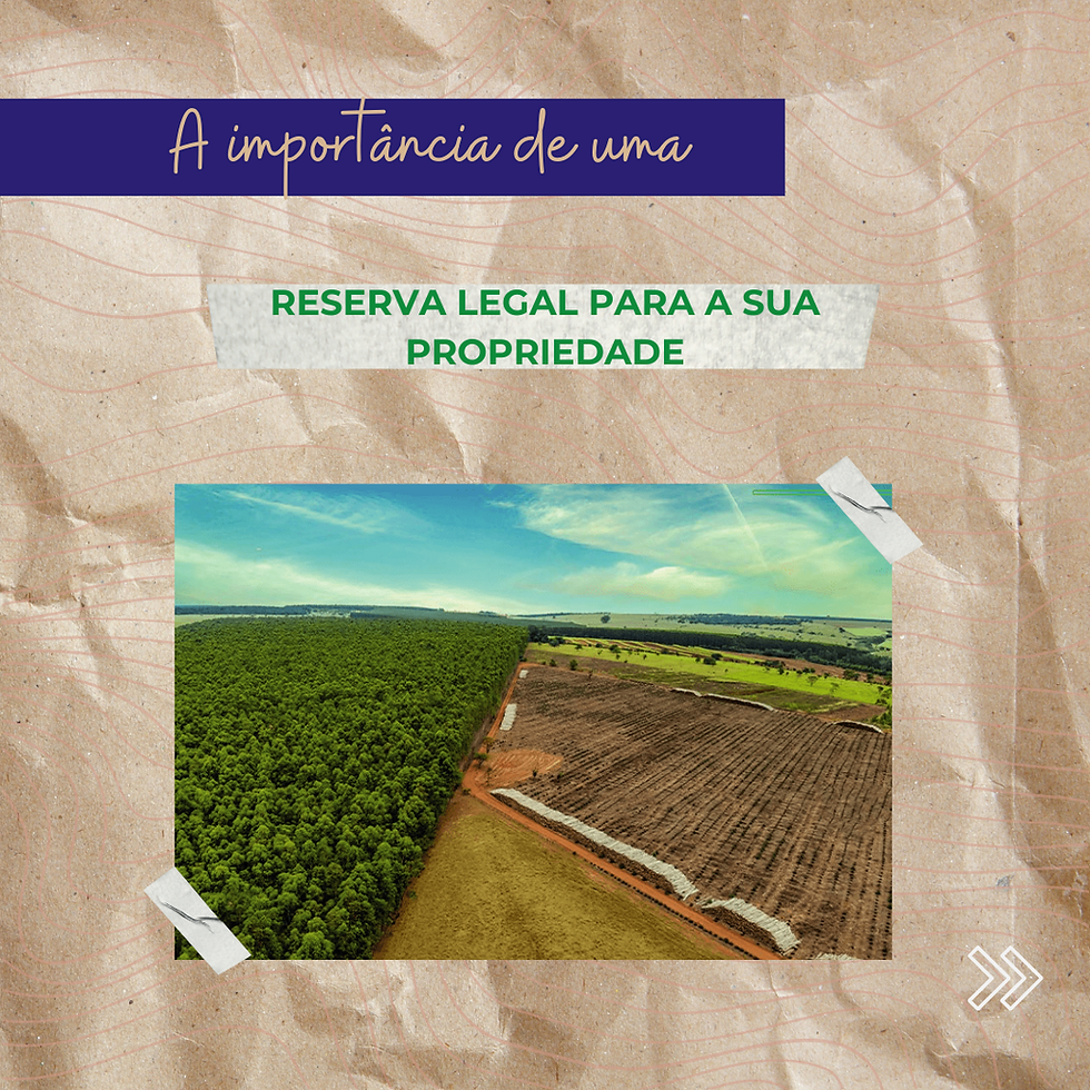 Manejo Sustentável na Reserva Legal: O que é Permitido e Como Fazer