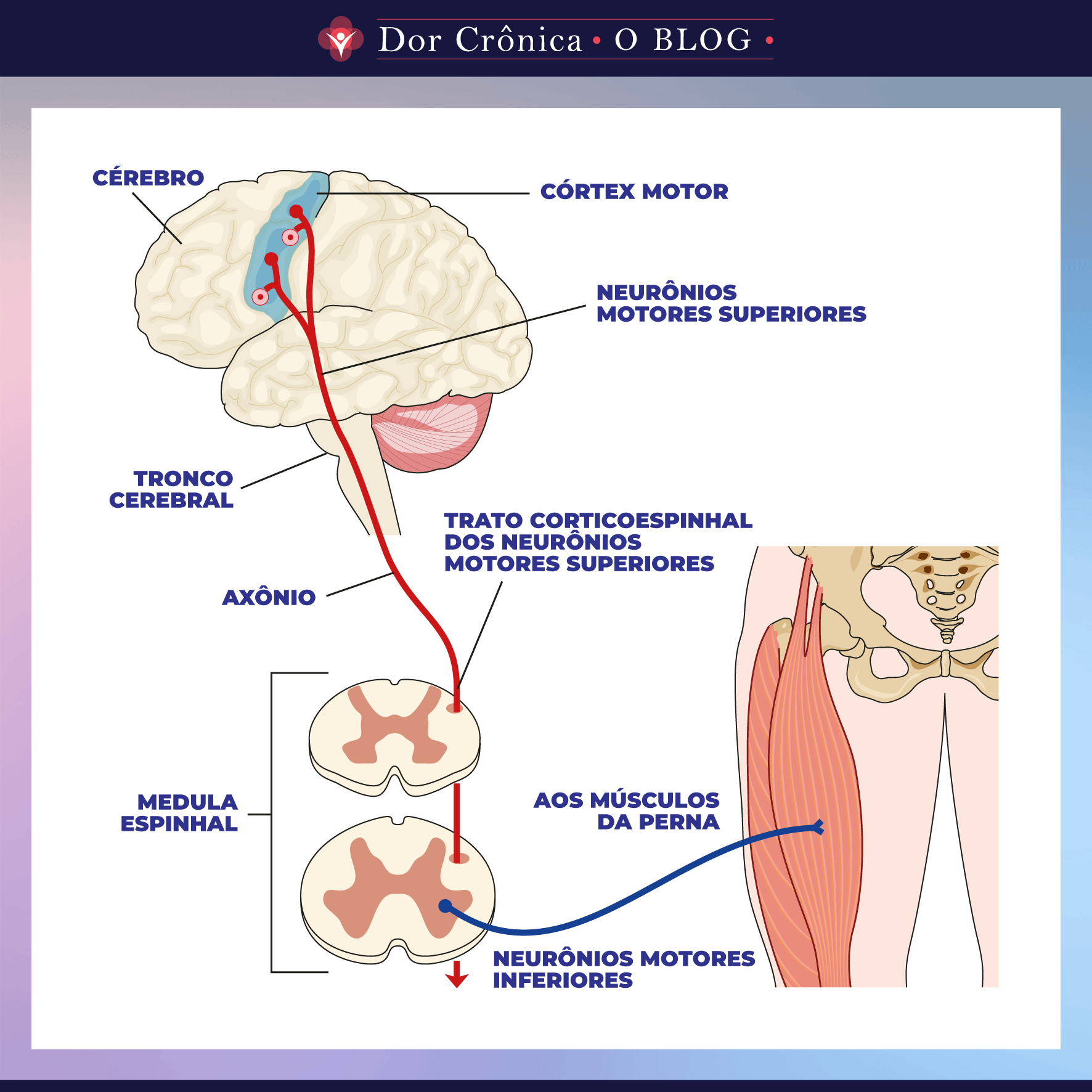 Neuroplasticidade e Exercício Físico: A Conexão para um Cérebro Mais Forte; Aprenda um Novo Idioma e Estimule Sua Neuroplasticidade: Guia Completo; Neuroplasticidade na Infância: Como Pais Podem Estimular o Desenvolvimento Cognitivo; Recuperação de Lesões Cerebrais: O Papel Fundamental da Neuroplasticidade; Dieta e Sono: Pilares Essenciais para Otimizar a Neuroplasticidade