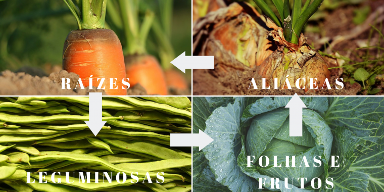 Como cultivar alface e outras folhosas