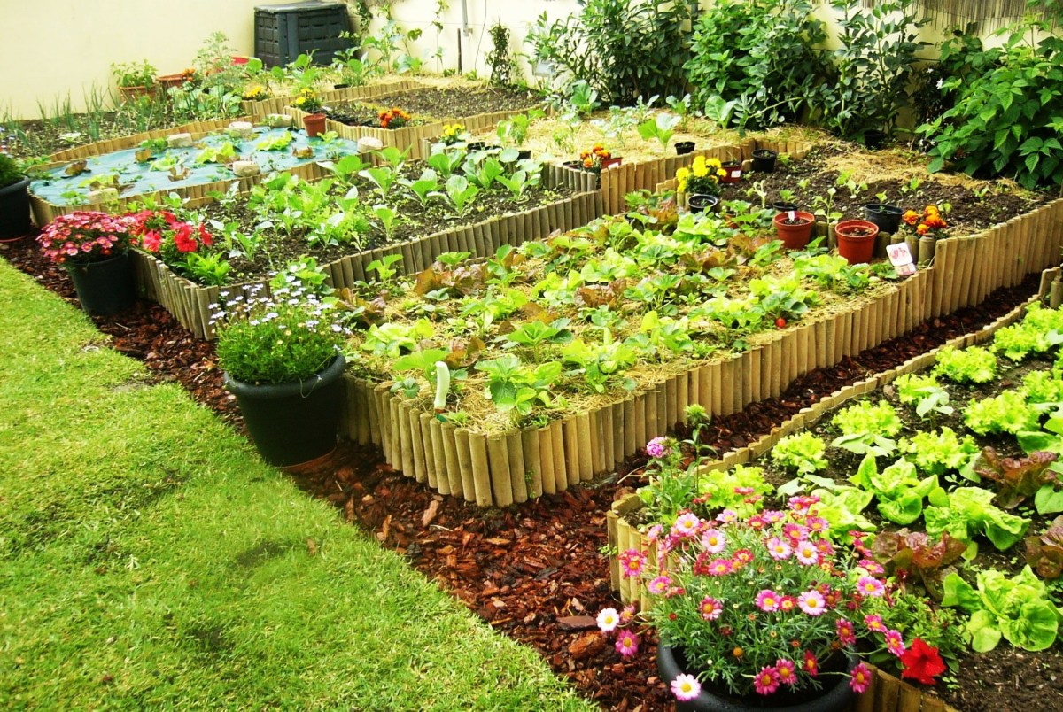 Os melhores fertilizantes naturais para sua horta