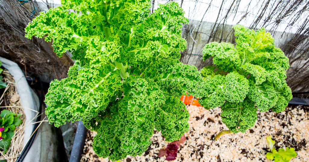 Guia completo de adubação orgânica