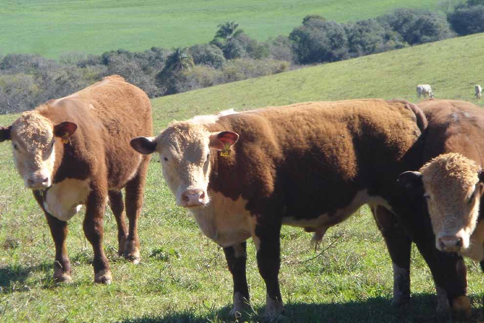 pecuária corte rio grande do sul