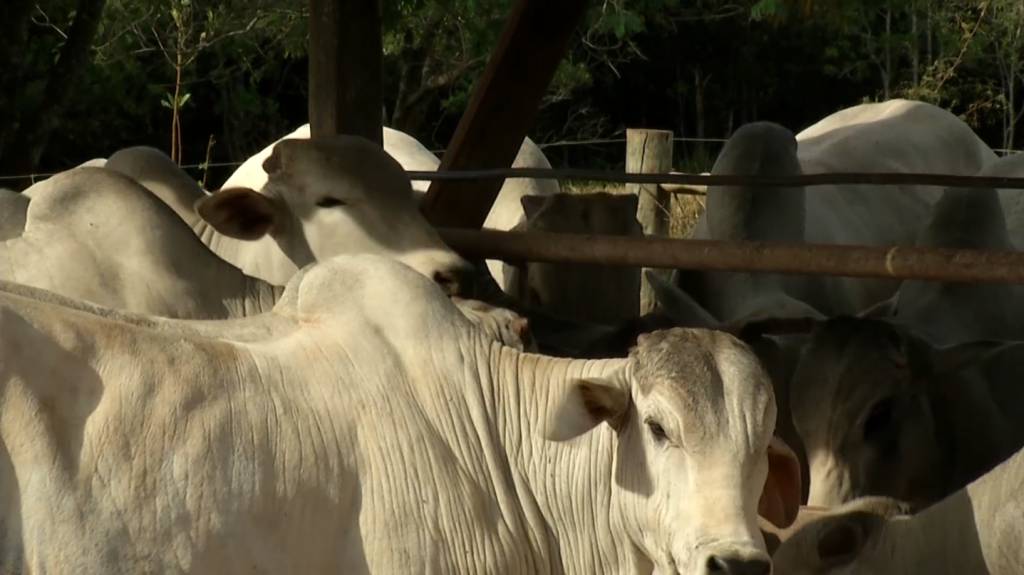 O Impacto da Genética Angus na Pecuária Gaúcha