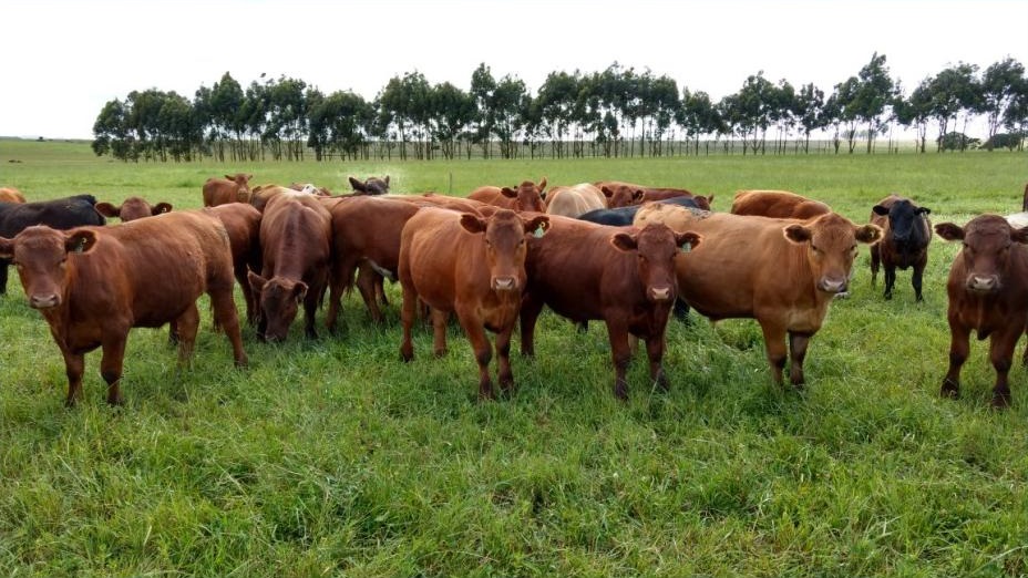 Guia Completo das Raças Bovinas de Corte no Sul do Brasil