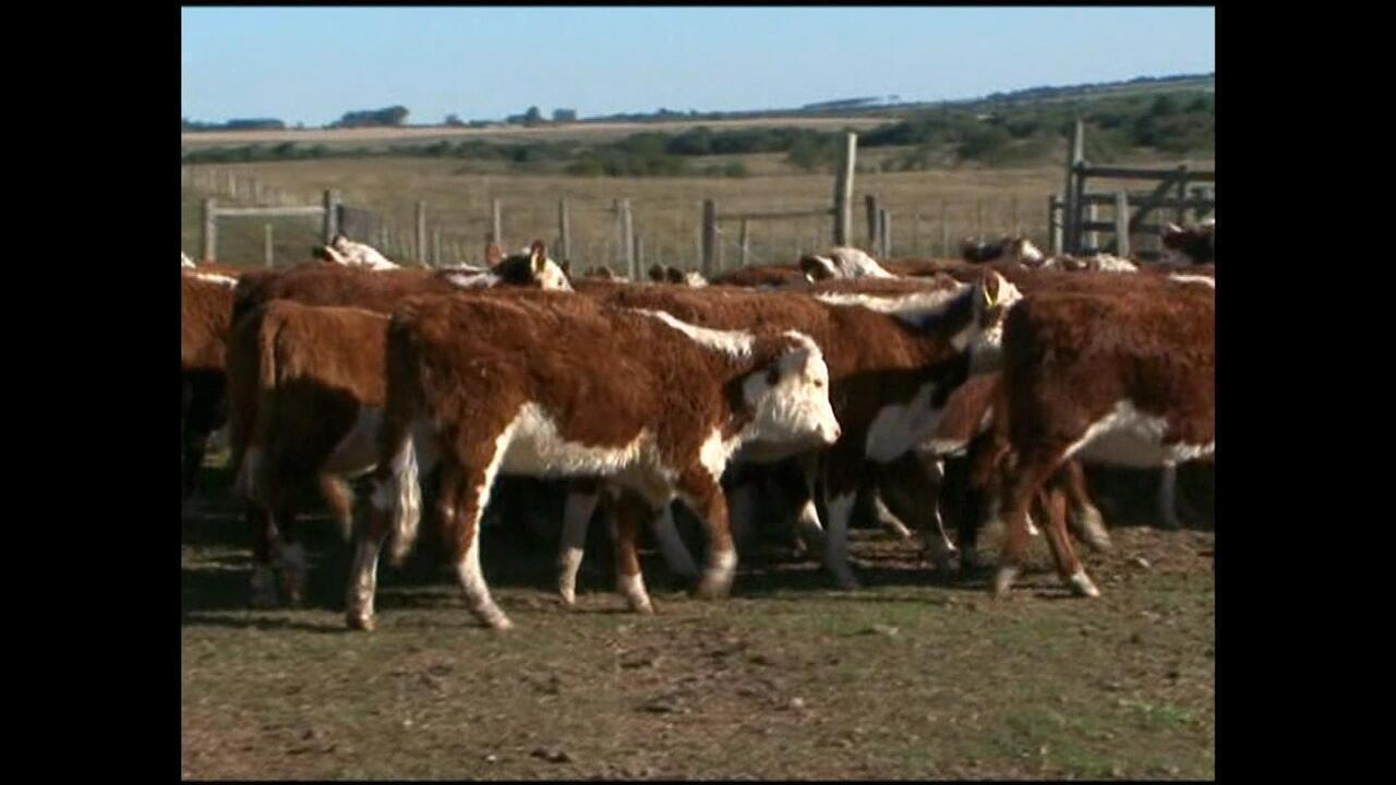 O Papel do Status Sanitário nas Exportações de Carne do Rio Grande do Sul