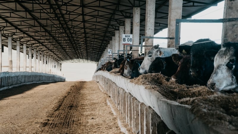 Como a Pecuária de Precisão Está Revolucionando o RS
