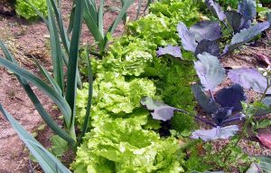 plantas companheiras na horta orgânica