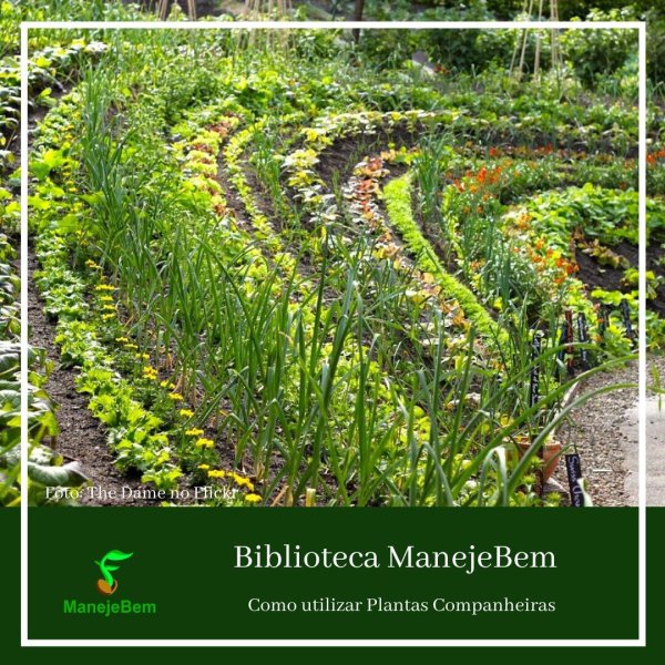 10 plantas companheiras essenciais para sua horta orgânica