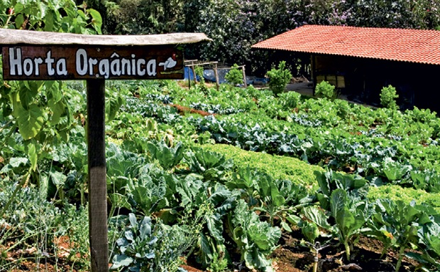 Ervas aromáticas: aliadas inesperadas no controle de pragas