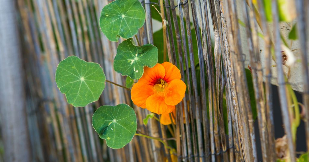 Ervas aromáticas: aliadas inesperadas no controle de pragas