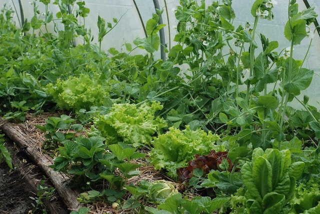 plantas companheiras na horta orgânica